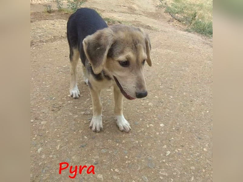 Pyra 05/2023 (GRC Pflegestelle) - verschmuste und ausgeglichene, süße Junghündin!