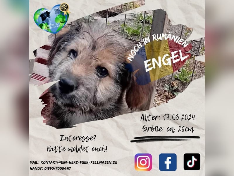 Unsere süße ENGEL