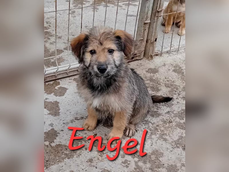 Unsere süße ENGEL