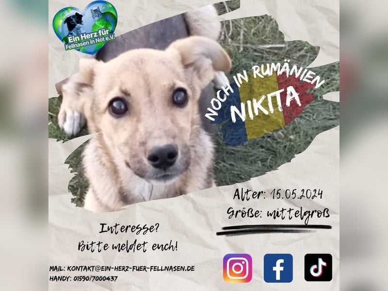 Unsere schöne Nikita