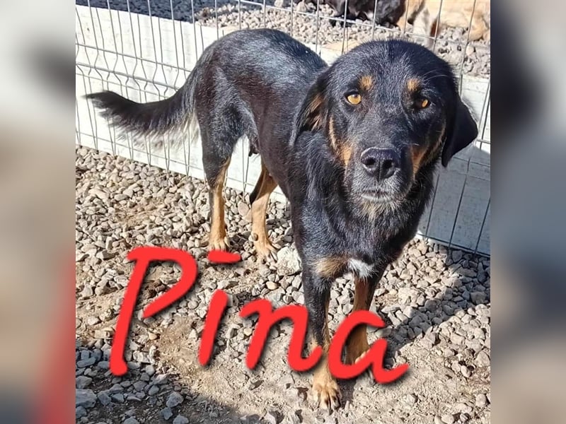 Unsere hübsche Pina