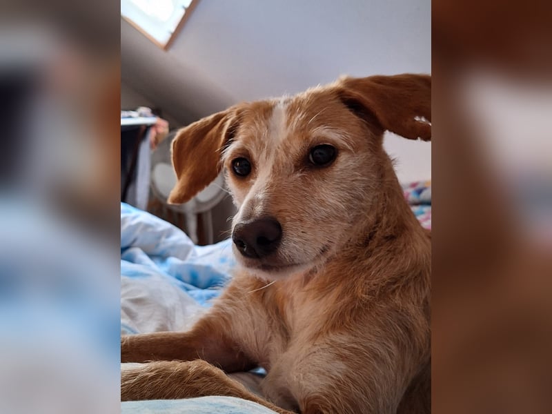 Canela