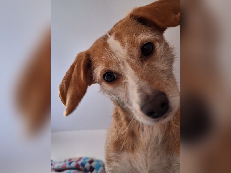 Canela