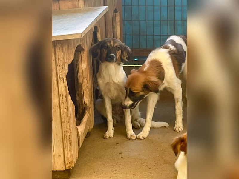 Zuckersüße JULIANA - ein Traum auf vier Pfoten