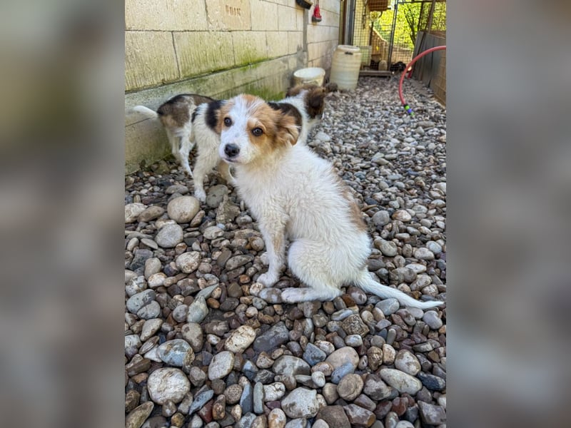 Zauberhaftes Hundemädchen ANNEMARIE ist neugierig und verspielt