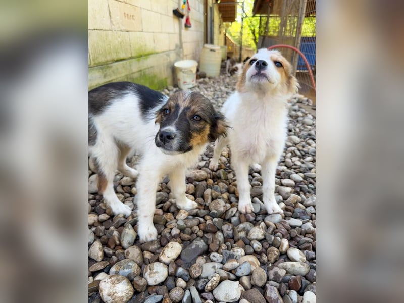 Zauberhaftes Hundemädchen ANNEMARIE ist neugierig und verspielt