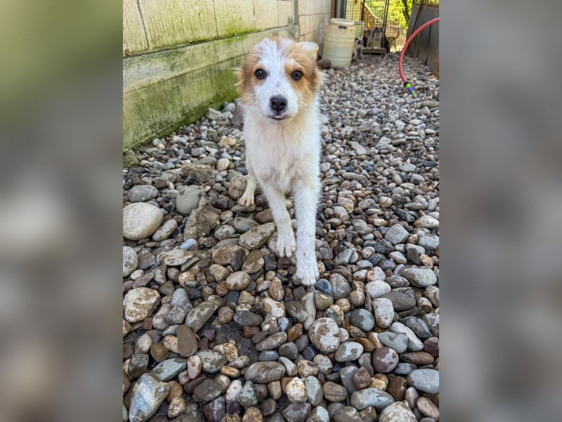 Zauberhaftes Hundemädchen ANNEMARIE ist neugierig und verspielt