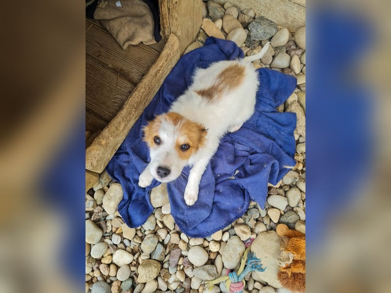Zauberhaftes Hundemädchen ANNEMARIE ist neugierig und verspielt