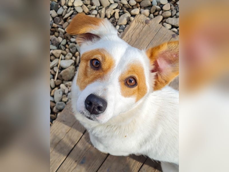 Niedliche GABRIELLA liebt Kuscheln und ist neugierig auf die Welt