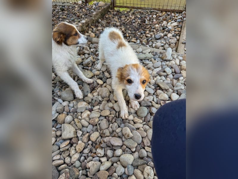 Zauberhaftes Hundemädchen ANNEMARIE ist neugierig und verspielt