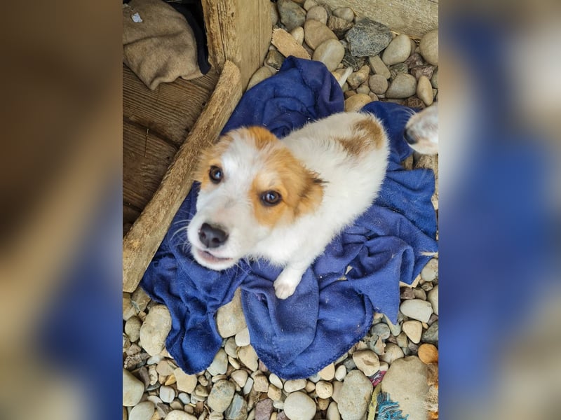 Zauberhaftes Hundemädchen ANNEMARIE ist neugierig und verspielt