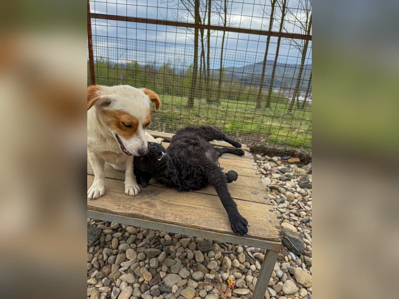 Niedliche GABRIELLA liebt Kuscheln und ist neugierig auf die Welt