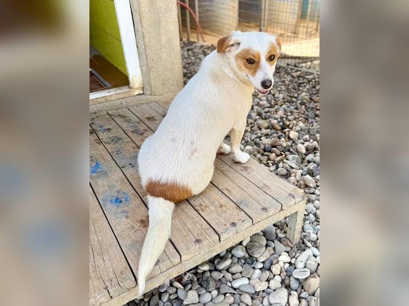 Verspielte GABRIELLA sucht Kuschelpartner fürs Leben