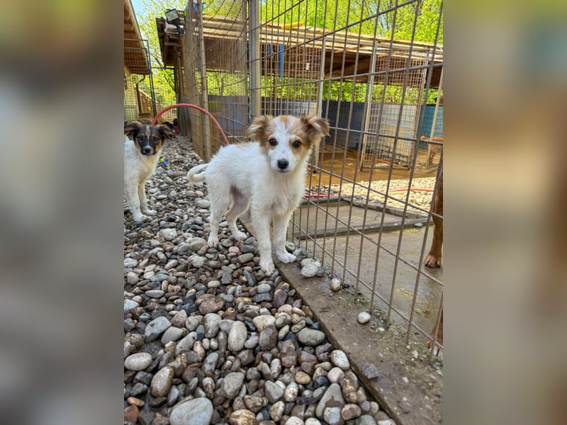 Zauberhaftes Hundemädchen ANNEMARIE ist neugierig und verspielt