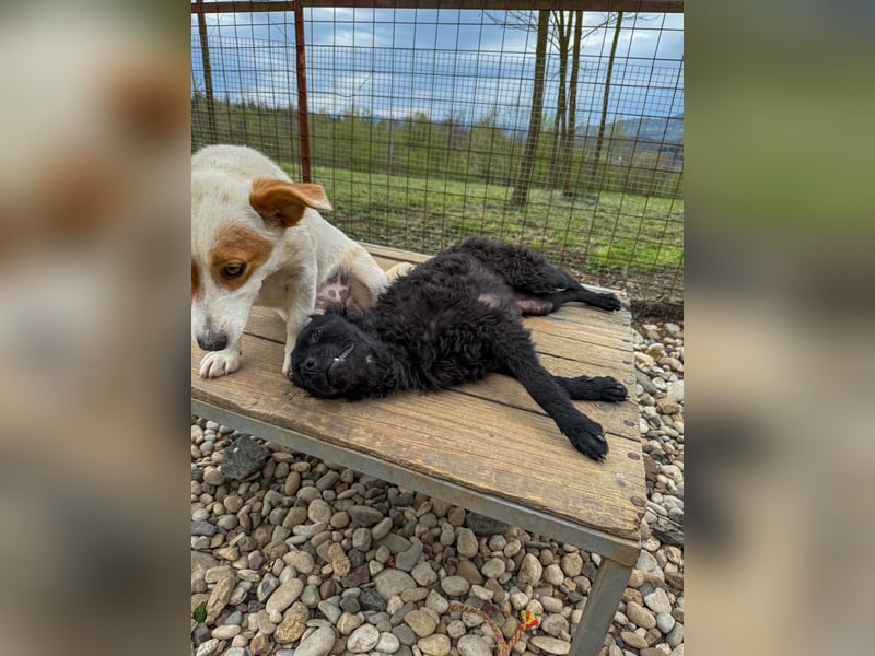 Niedliche GABRIELLA liebt Kuscheln und ist neugierig auf die Welt