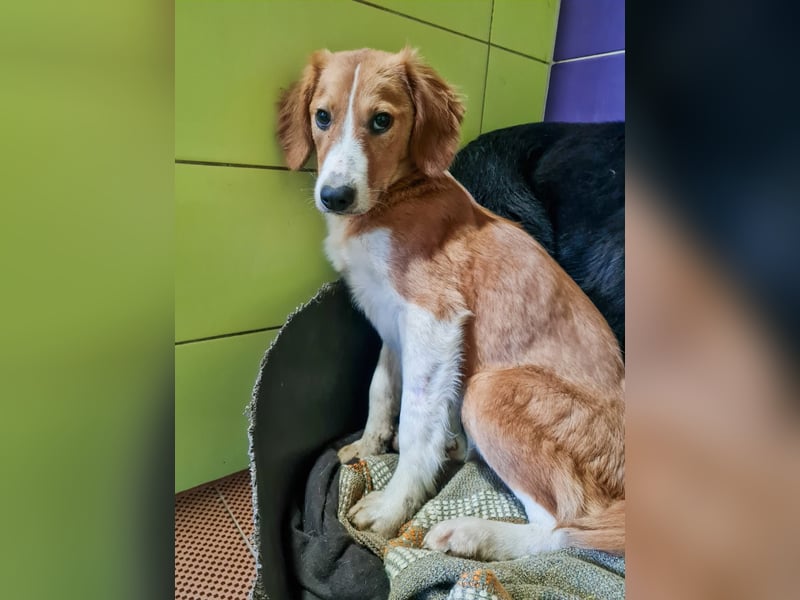 Die liebevolle und sanfte MILEY wünscht sich ein ruhiges Zuhause