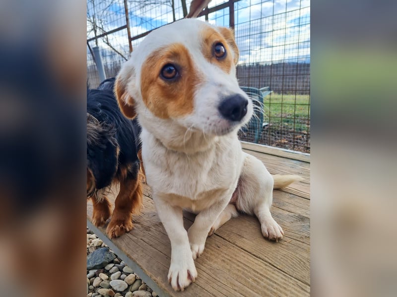 Verspielte GABRIELLA sucht Kuschelpartner fürs Leben