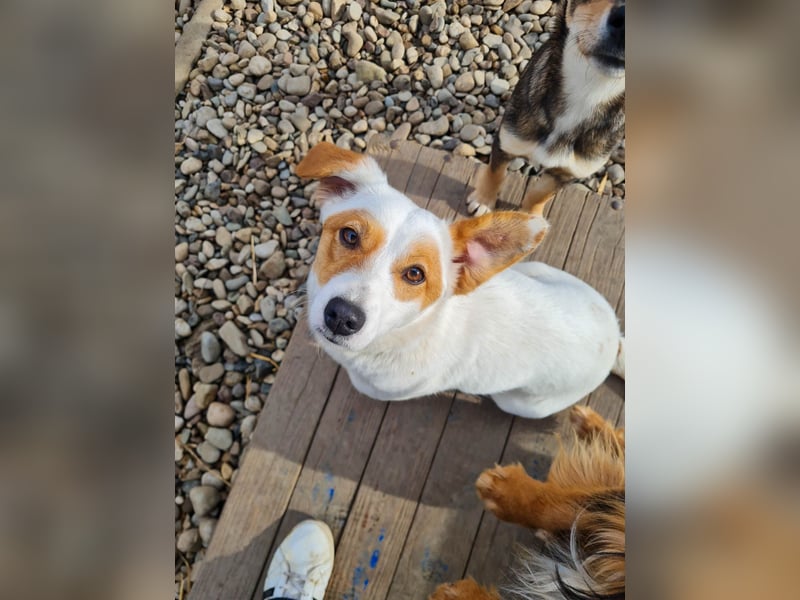 Zuckersüße GABRIELLA sucht liebevolles Zuhause