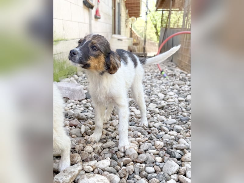 Zuckersüße JULIANA sucht ihr Für-immer-Zuhause