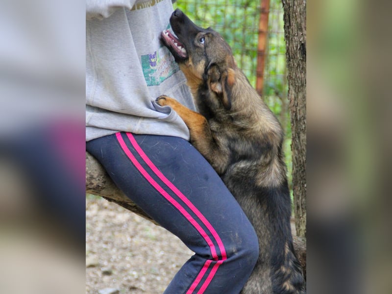 supersüße WELLA - eine perfekte Fellnase auf vier Pfoten