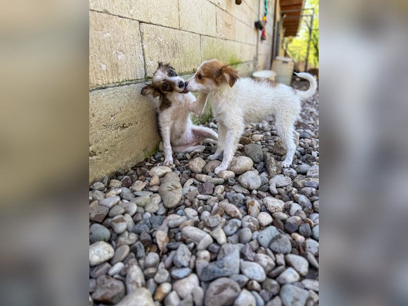 Zauberhaftes Hundemädchen ANNEMARIE ist neugierig und verspielt