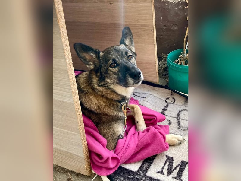 Hübsche NANA sucht liebevolles Zuhause - auf Pflegestelle in Fürth