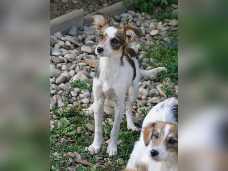 Zuckersüße und charmante LIANE sucht liebevolles Zuhause