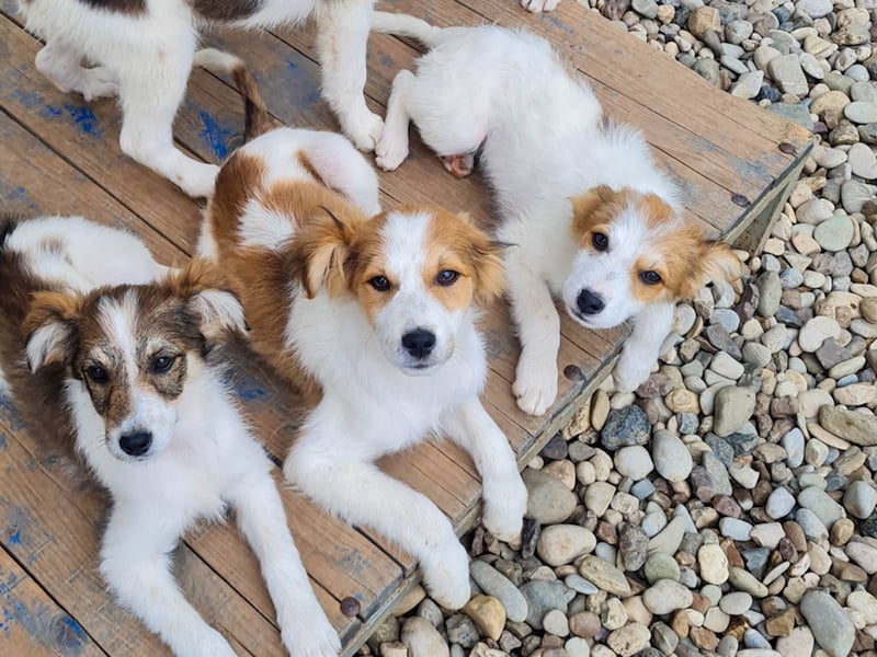 Zauberhaftes Hundemädchen ANNEMARIE ist neugierig und verspielt