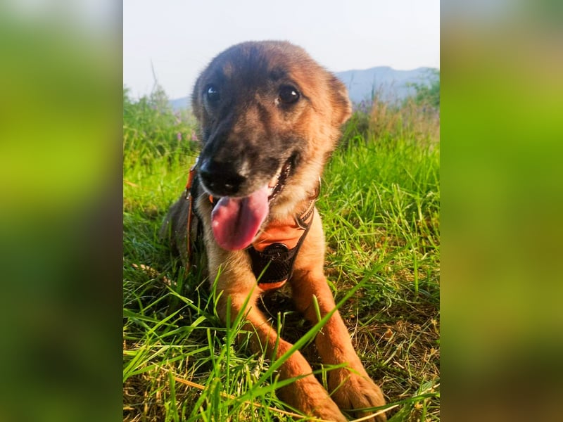 Zauberhafte ENYA ist verspielt und freundlich