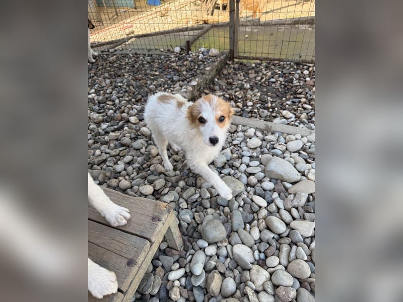 Zauberhaftes Hundemädchen ANNEMARIE ist neugierig und verspielt