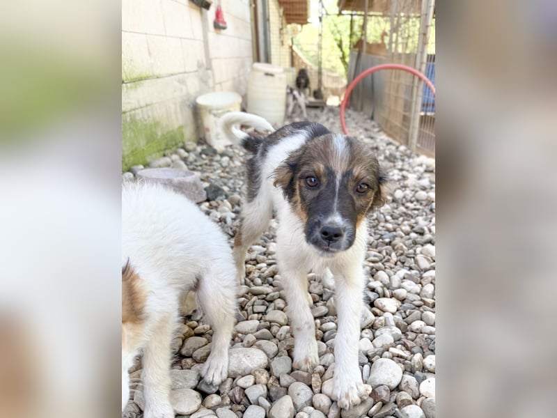 Zuckersüße JULIANA sucht ihr Für-immer-Zuhause