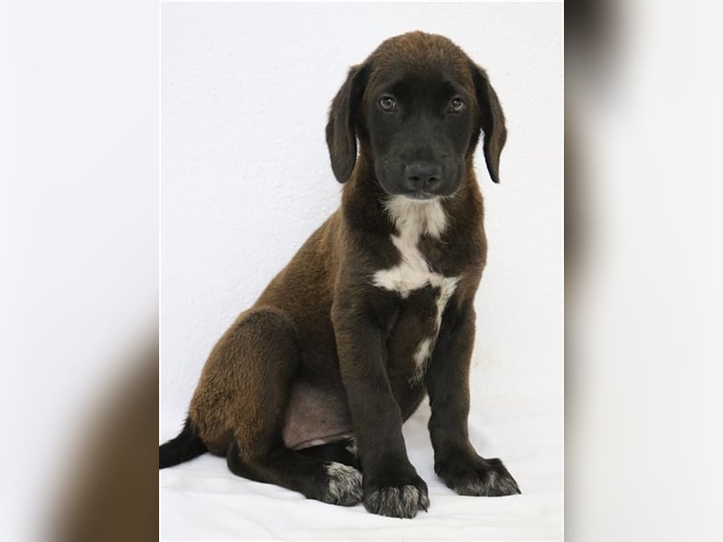 Ranka, geb. ca. 05/2023, lebt in GRIECHENLAND, im städt. Tierheim Serres