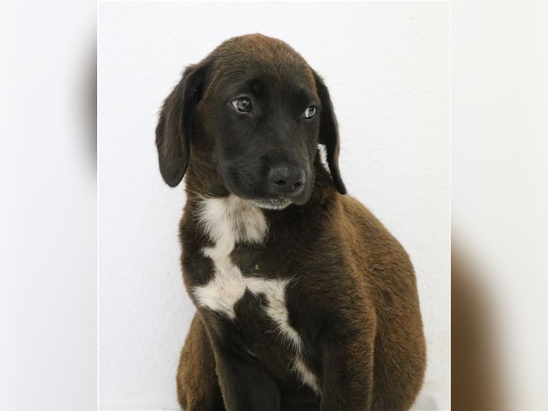 Ranka, geb. ca. 05/2023, lebt in GRIECHENLAND, im städt. Tierheim Serres