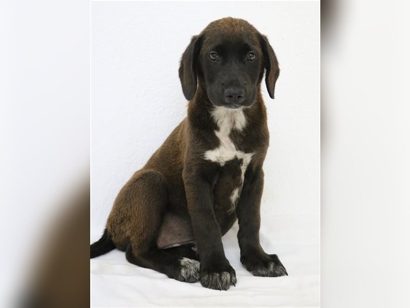 Ranka, geb. ca. 05/2023, lebt in GRIECHENLAND, im städt. Tierheim Serres