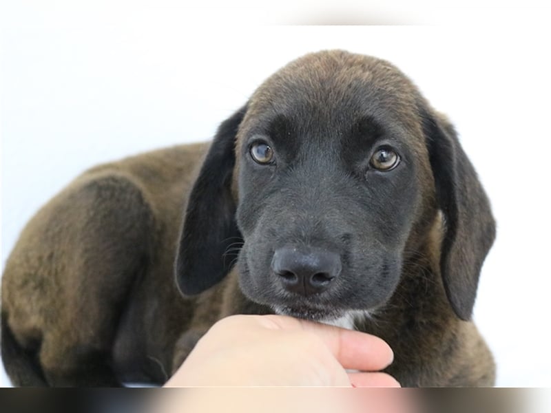 Ranka, geb. ca. 05/2023, lebt in GRIECHENLAND, im städt. Tierheim Serres