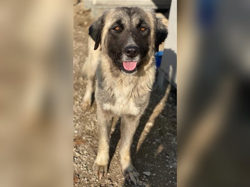 Harper, geb. ca. 12/2018, lebt in GRIECHENLAND, im städt. Tierheim Serres