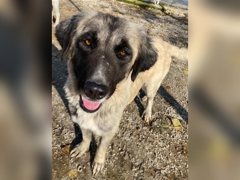 Harper, geb. ca. 12/2018, lebt in GRIECHENLAND, im städt. Tierheim Serres