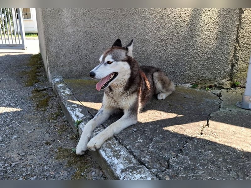 Saphira - liebe, menschenbezogene, aktive Sibirian-Husky-Mix Hündin / z.Zt. noch in Rumänien