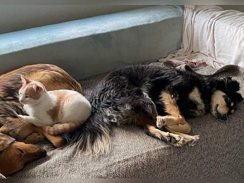 Miley - anhängliche, liebe und katzenverträgliche Hündin / z.Zt. noch in Rumänien
