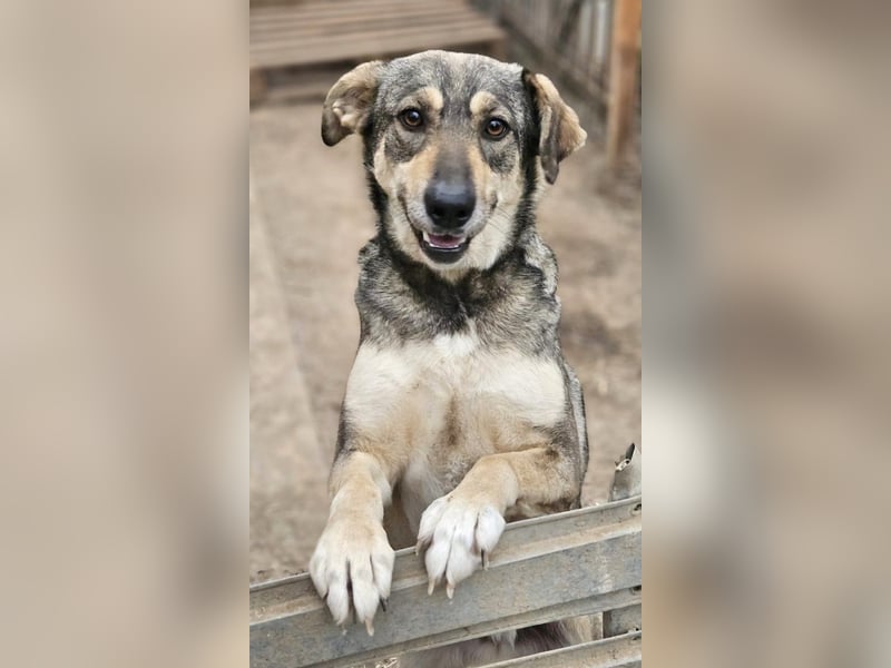Nadja - fröhliche, aktive, liebe Schäferhund Mix Hündin / z.Zt. noch in Rumänien