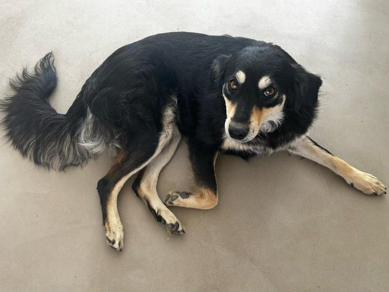 Miley - anhängliche, liebe und katzenverträgliche Hündin / z.Zt. noch in Rumänien