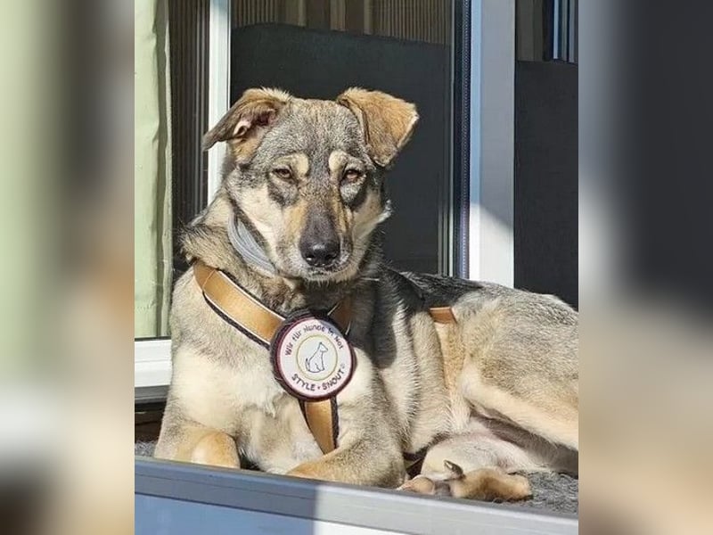 Nadja - fröhliche, aktive, liebe Schäferhund Mix Hündin / Pflegestelle in Remlingen