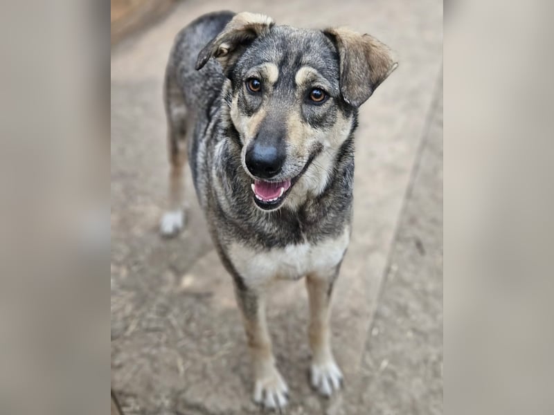 Nadja - fröhliche, aktive, liebe Schäferhund Mix Hündin / z.Zt. noch in Rumänien