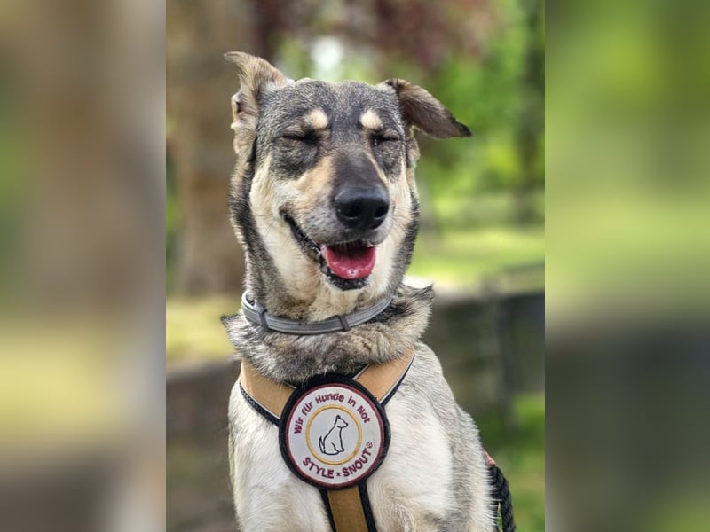 Nadja - fröhliche, aktive, liebe Schäferhund Mix Hündin / Pflegestelle in Remlingen