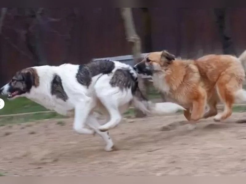 Sunshine - anfangs schüchterne, aber liebe, freundliche Herdenschutzhund Hündin / noch in Rumänien