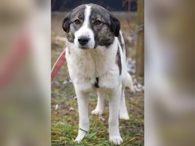 Sunshine - anfangs schüchterne, aber liebe, freundliche Herdenschutzhund Hündin / noch in Rumänien