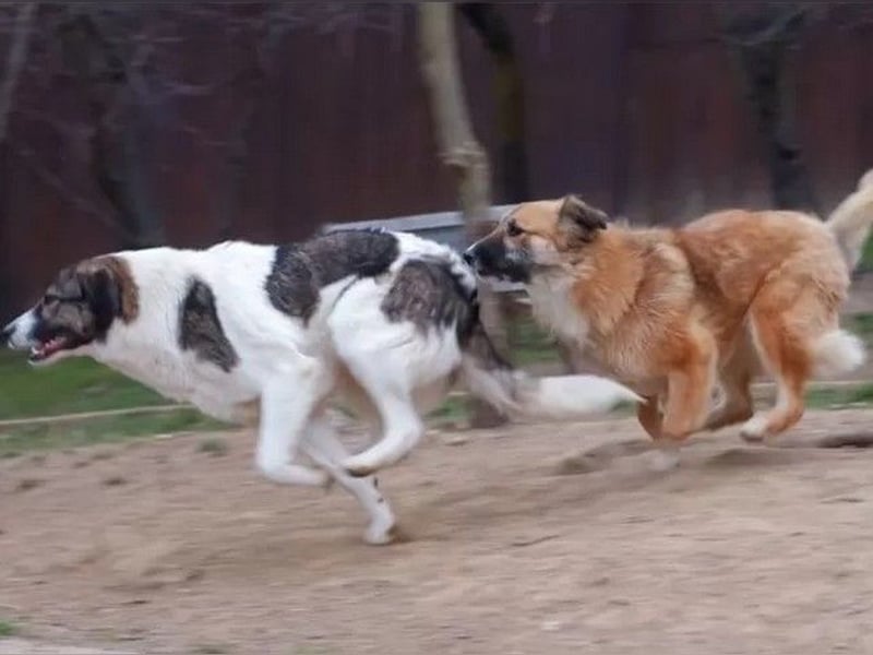 Sunshine - anfangs schüchterne, aber liebe, freundliche Herdenschutzhund Hündin / noch in Rumänien