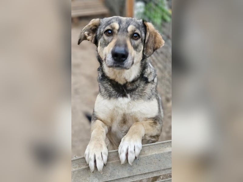 Nadja - fröhliche, aktive, liebe Schäferhund Mix Hündin / z.Zt. noch in Rumänien