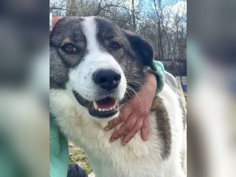 Sunshine - anfangs schüchterne, aber liebe, freundliche Herdenschutzhund Hündin / noch in Rumänien
