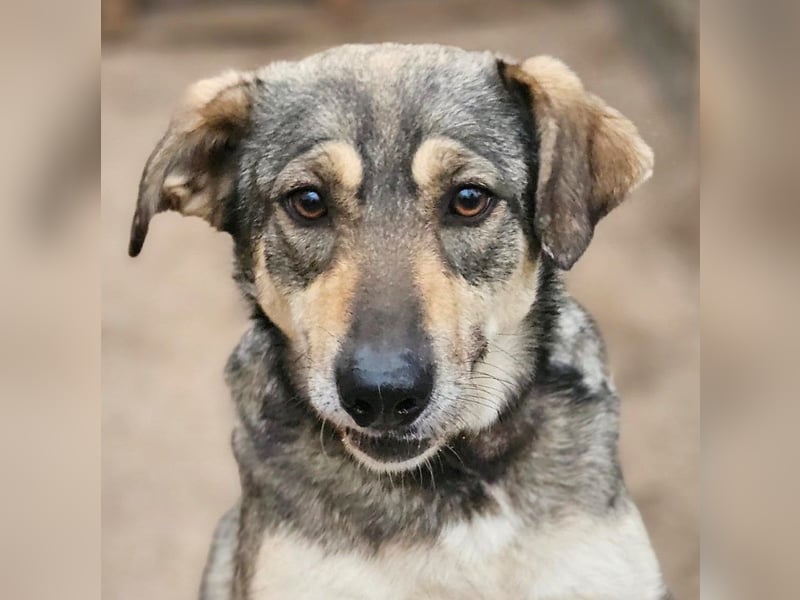 Nadja - fröhliche, aktive, liebe Schäferhund Mix Hündin / z.Zt. noch in Rumänien